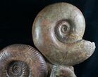Lytoceras & Hammatoceras Ammonite Sculpture - #7990-4